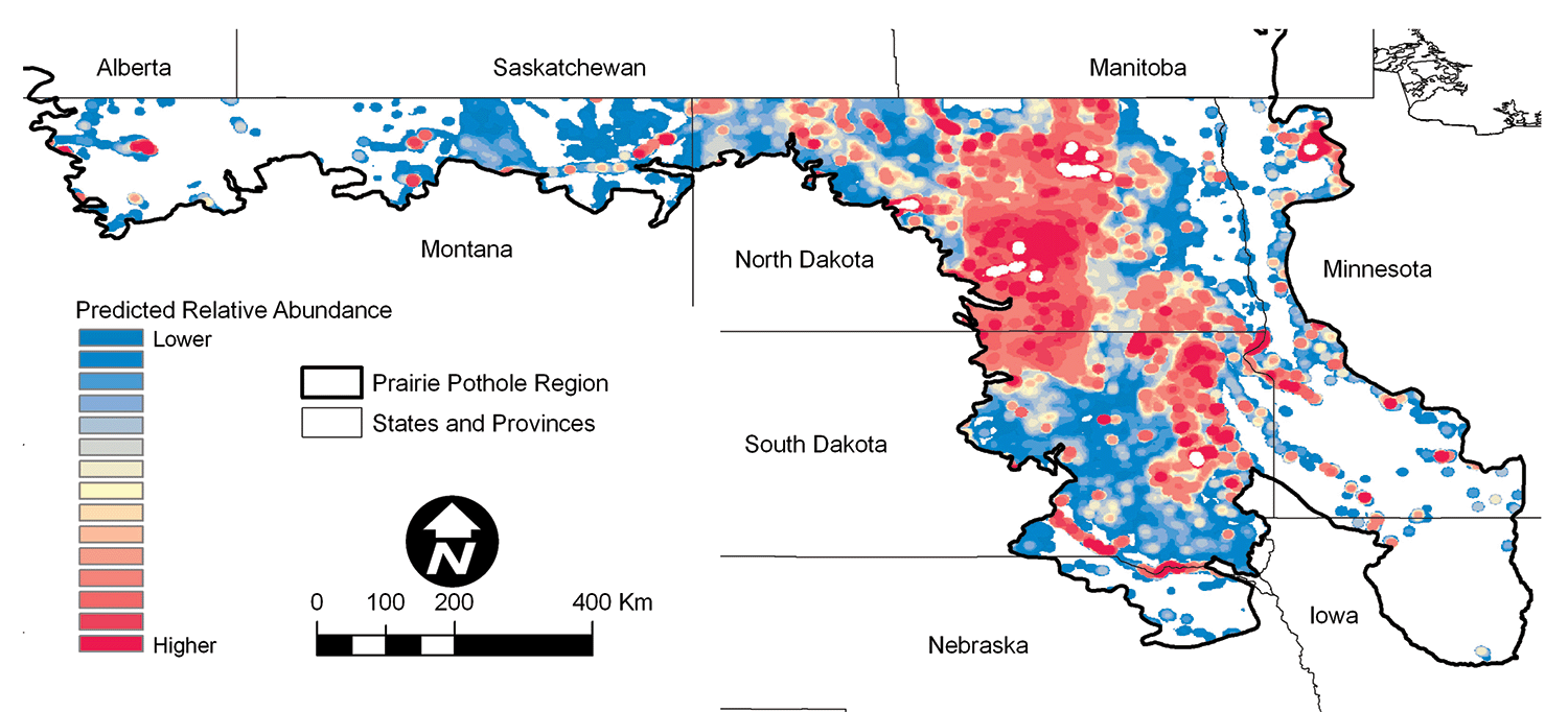 Figure 4. Ruddy Duck predicted abundance.