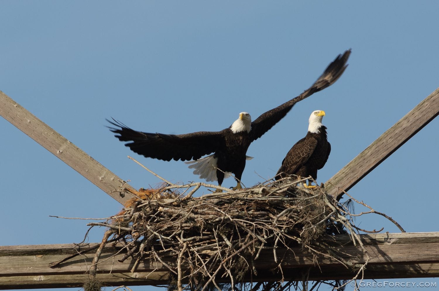 Adult bald eagle leaving the nest