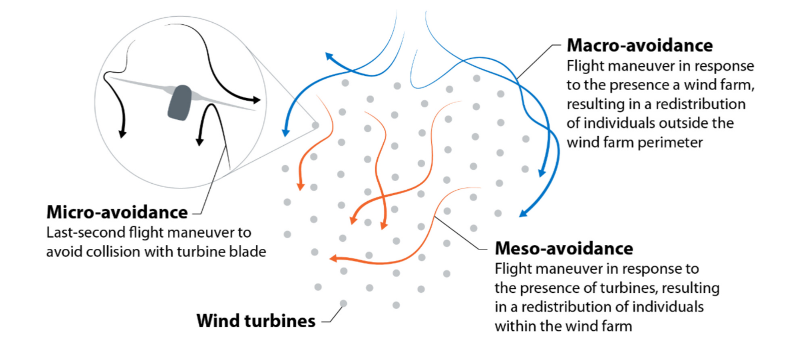 Figure 2. Conceptual diagram showing the varying scales at which birds and bats can interact with a wind facility or wind turbine / Dempsy et al. 2025