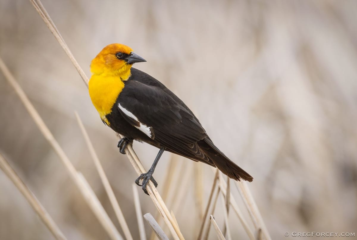 Landscape habitat and weather influence wetland birds