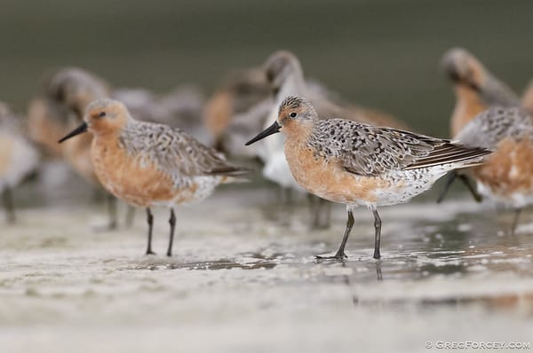 Red knots foraging on a beach