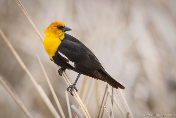 Landscape habitat and weather influence wetland birds