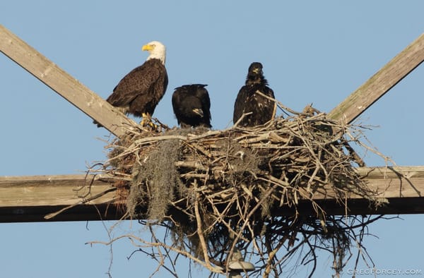 Florida Bald Eagle Nest Disturbance Monitoring